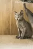 Photo №3. Russian Blue kittens with breeding rights 8 cats. Poland