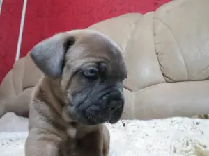 Photo №3. Cane Corso Puppies. Russian Federation