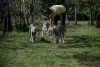 Additional photos: Weimaraner puppy