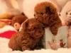 Photo №1. poodle (toy) - for sale in the city of Рамат-Ган | Is free | Announcement № 106848