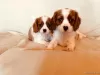 Photo №2 to announcement № 129493 for the sale of cavalier king charles spaniel - buy in Netherlands private announcement