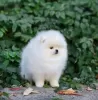 Photo №1. pomeranian - for sale in the city of Dusseldorf | 380$ | Announcement № 130661