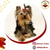 Photo №1. yorkshire terrier - for sale in the city of Kiev | 1811$ | Announcement № 10175