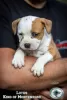 Additional photos: American Stafford Terrier puppies