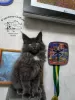 Photo №4. I will sell maine coon in the city of Kamenskoe. from nursery, breeder - price - 800$