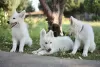 Photo №4. I will sell berger blanc suisse in the city of Calafat. private announcement - price - negotiated