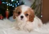 Photo №2 to announcement № 33340 for the sale of cavalier king charles spaniel - buy in Germany private announcement, breeder