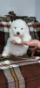 Photo №4. I will sell samoyed dog in the city of Sremska Mitrovica.  - price - negotiated