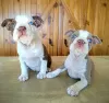 Additional photos: Boston Terrier - colored puppies with pedigree