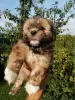 Photo №1. shih tzu - for sale in the city of Зарасай | 475$ | Announcement № 70366