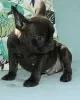 Photo №1. french bulldog - for sale in the city of Baden Baden | 380$ | Announcement № 128697