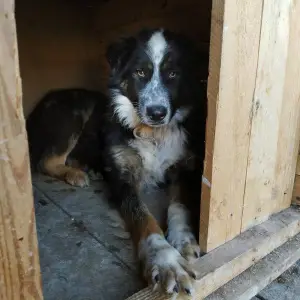 Photo №2 to announcement № 3363 for the sale of  - buy in Russian Federation private announcement, from the shelter