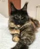 Photo №4. I will sell maine coon in the city of Berlin. breeder - price - 845$