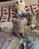 Photo №1. british shorthair - for sale in the city of Hong Kong | Is free | Announcement № 104619