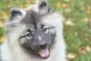 Photo №3. Keeshond puppy. Russian Federation