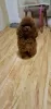 Photo №3. Puppies toy poodle (Reservation). Ukraine