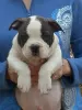 Photo №1. american bulldog - for sale in the city of Lost Creek | negotiated | Announcement № 105983