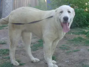 Photo №1. central asian shepherd dog - for sale in the city of Astrakhan | 335$ | Announcement № 3292