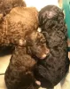 Photo №4. I will sell poodle (toy) in the city of Illinois City.  - price - 300$