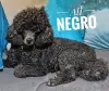 Photo №2 to announcement № 126691 for the sale of poodle (dwarf) - buy in Serbia 