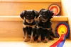 Additional photos: We offer toy terrier puppies and teenagers.