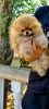 Photo №4. I will sell pomeranian in the city of Split. breeder - price - 1057$