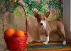 Photo №2 to announcement № 39198 for the sale of basenji - buy in Russian Federation private announcement