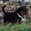 Photo №2 to announcement № 125846 for the sale of rottweiler - buy in Serbia 