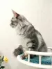 Photo №4. I will sell maine coon in the city of St. Petersburg. from nursery, breeder - price - negotiated