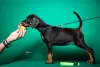 Photo №2 to announcement № 84323 for the sale of dobermann - buy in Serbia breeder