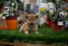 Photo №1. shiba inu - for sale in the city of Нови Сад | Is free | Announcement № 82743