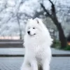 Additional photos: Samoyed puppies