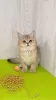 Photo №1. british shorthair - for sale in the city of Berlin | 800$ | Announcement № 32293