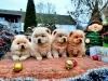 Photo №4. I will sell chow chow in the city of Belgrade.  - price - negotiated