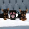 Photo №1. yorkshire terrier - for sale in the city of Paris | negotiated | Announcement № 31987