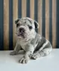 Photo №1. english bulldog, french bulldog - for sale in the city of Leipzig | negotiated | Announcement № 86359