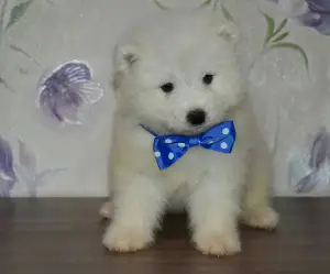 Additional photos: Samoyed kids.