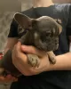 Additional photos: They so beautiful French bulldog puppies for sale