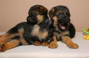 Photo №4. I will sell german shepherd in the city of Kaliningrad. from nursery, breeder - price - 195$