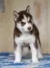 Photo №2 to announcement № 13380 for the sale of siberian husky - buy in Russian Federation breeder