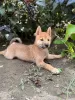 Photo №3. Shiba Inu puppies. Serbia