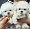 Photo №1. bichon frise - for sale in the city of Helsinki | negotiated | Announcement № 120654