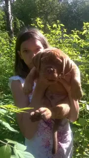 Photo №1. dogue de bordeaux - for sale in the city of Nizhny Novgorod | negotiated | Announcement № 2293