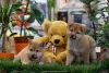 Photo №3. High quality Shiba Inu puppies. Serbia