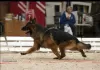 Additional photos: Elite litter of long-haired German shepherds