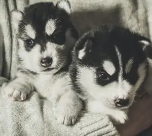 Additional photos: Husky puppies are free for sale, Kennel Mingret