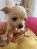 Additional photos: Chihuahua puppies