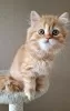 Photo №2 to announcement № 103691 for the sale of scottish fold - buy in Russian Federation from nursery