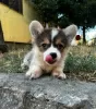 Additional photos: Welsh Corgi Pembroke puppies