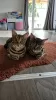 Photo №3. Two amazing bengalcats for owner. United Kingdom